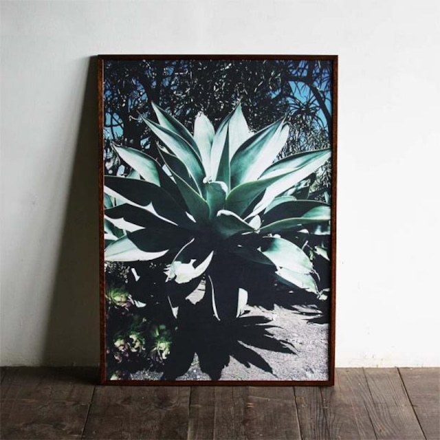 Agave attenuata / B2 poster