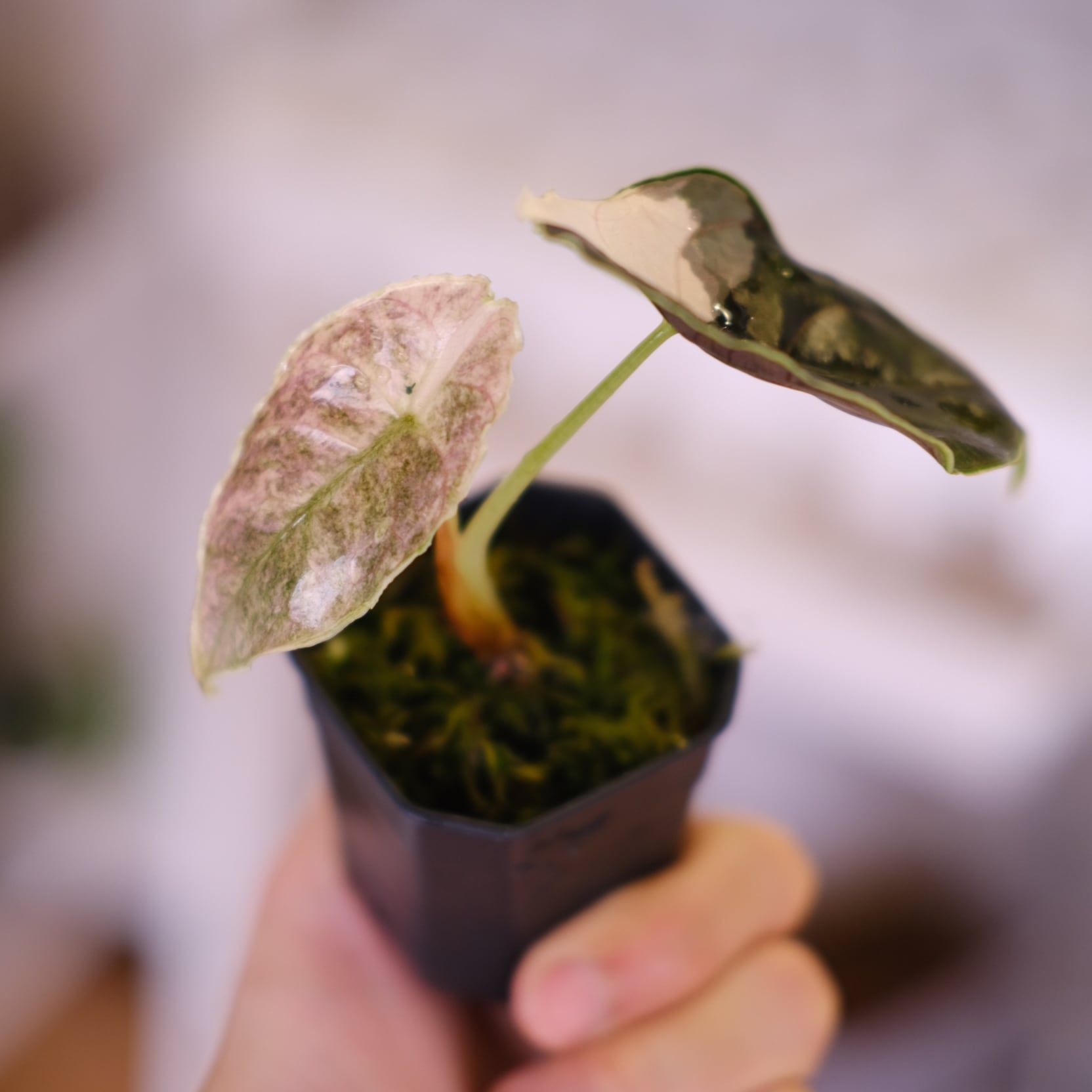 Alocasia Sarian Albo アロカシア サリアン アルボ 斑入り アロカシア サリアン アルボ 斑入り Alocasia Sarian var