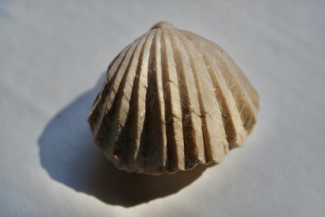 Burmirhynchia Decorata　化石 ③