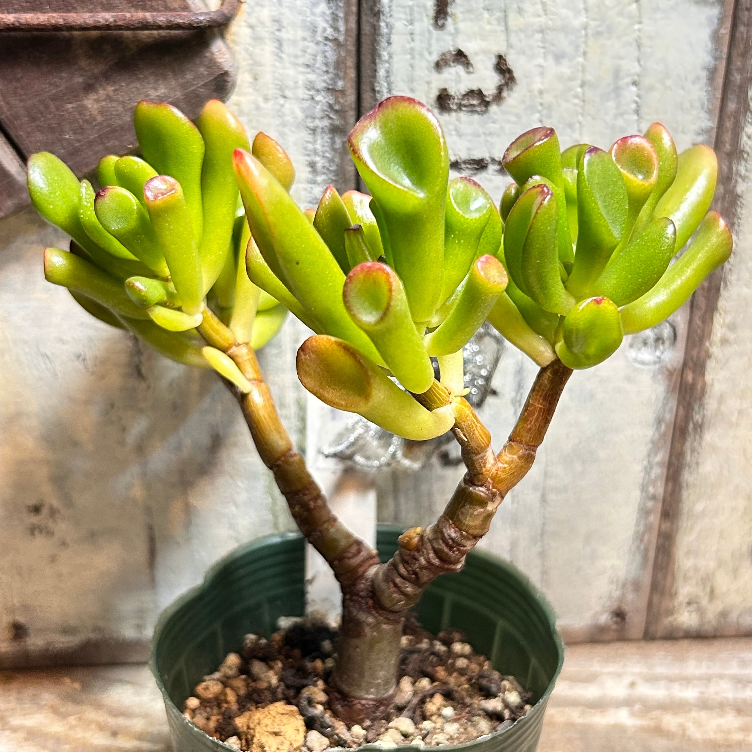 赤富士錦(アエオニウム) | RuPo 多肉植物専門店