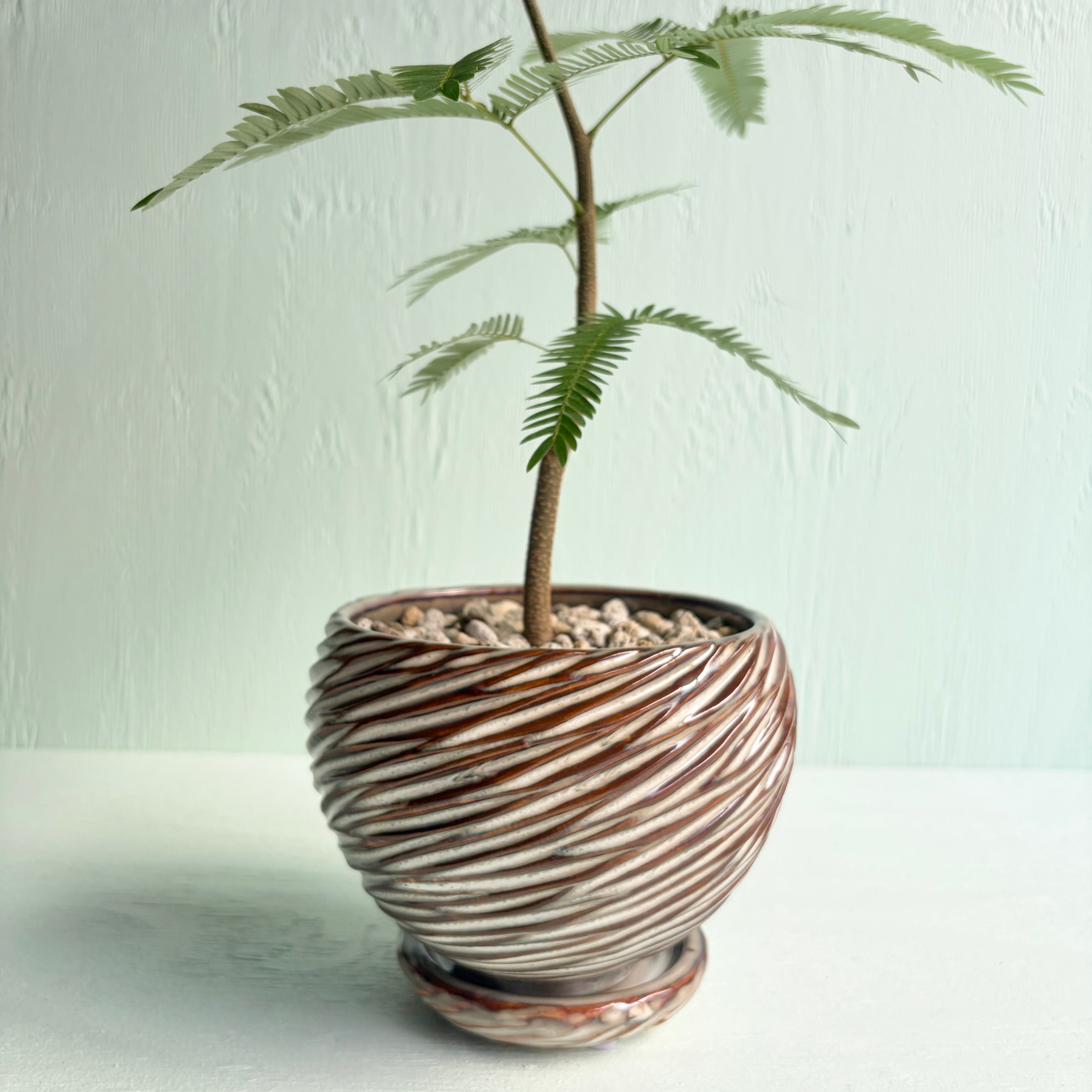 エバーフレッシュ《M》陶器鉢仕立て | GOOD LIFE STORE