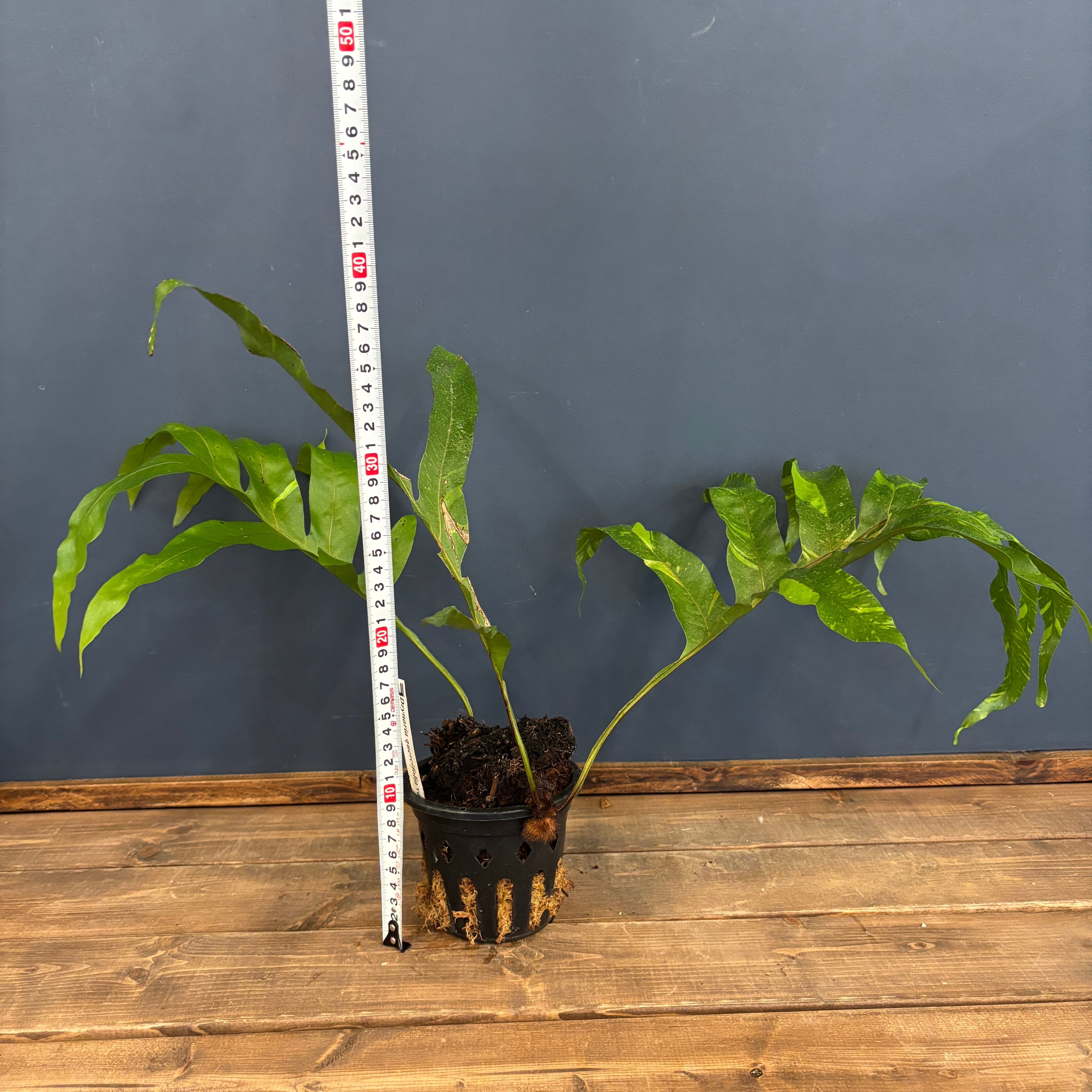 斑入り　ドリナリア　クエルシフォリア　板付け　希少　送料無料 ドリナリア クエルシフォリア（斑入り） 5号吊り鉢* の通販