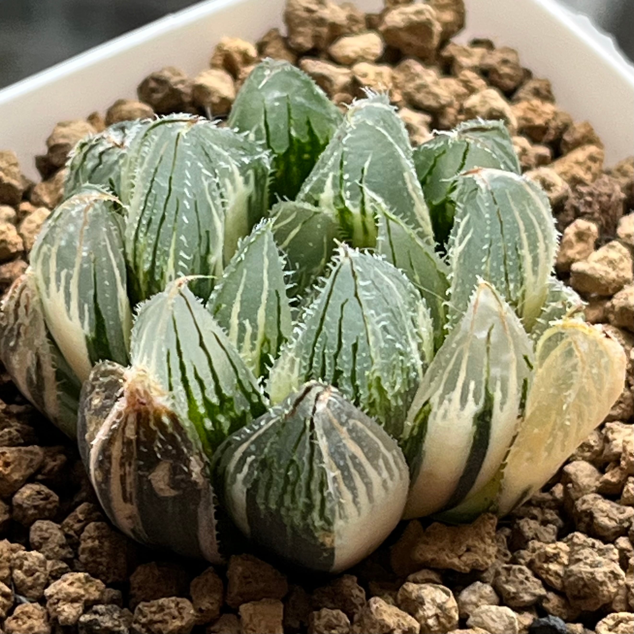ハオルチア アトロフスカミュータント錦 | mocono_plants