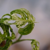 Monstera adansonii Mottled / モンステラ アダンソニー ミント⑧ / 観葉植物<育て方・花言葉>