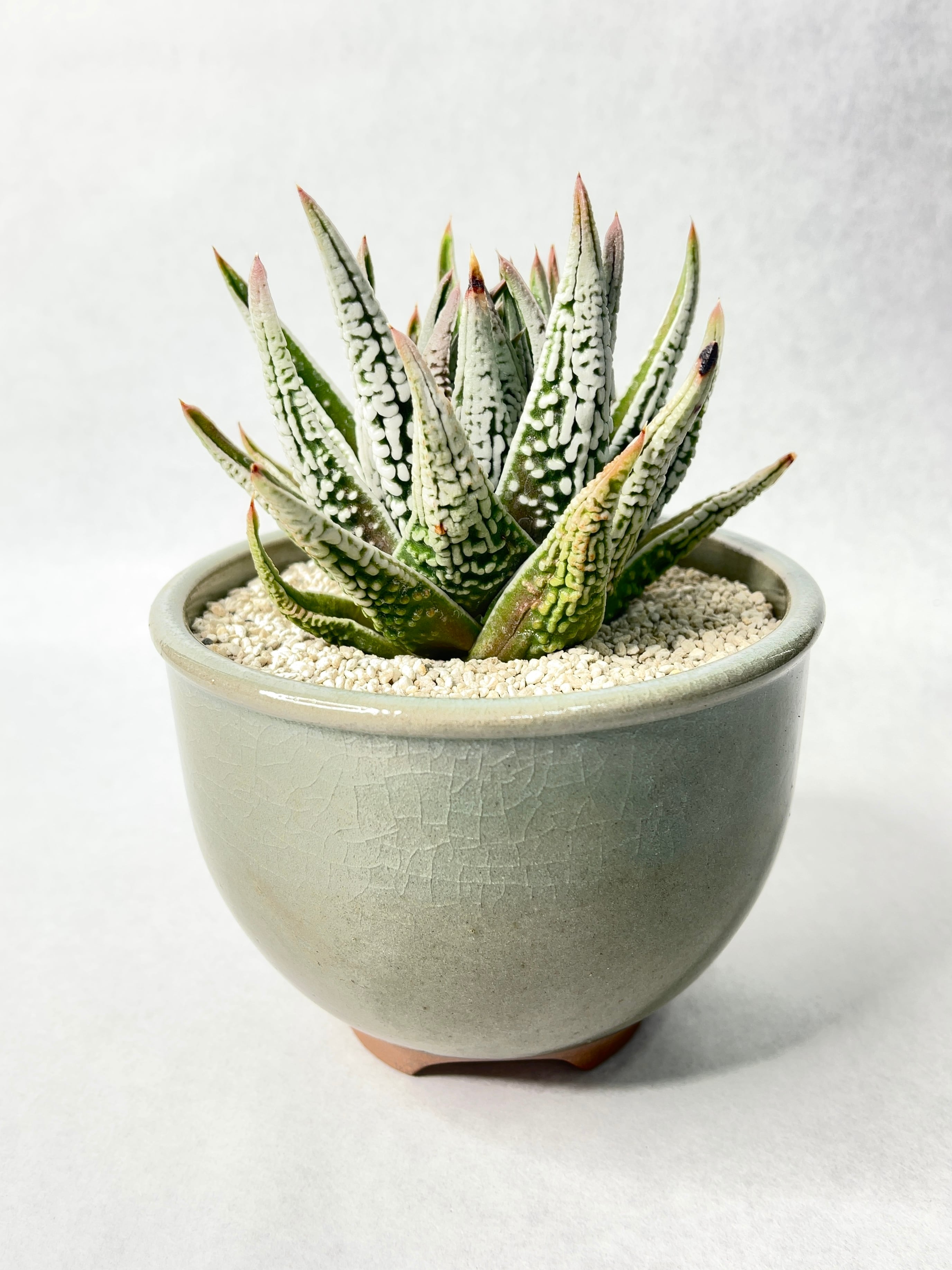 □[W076]皇帝【多肉植物 Haworthia ハオルチア ハオルシア】