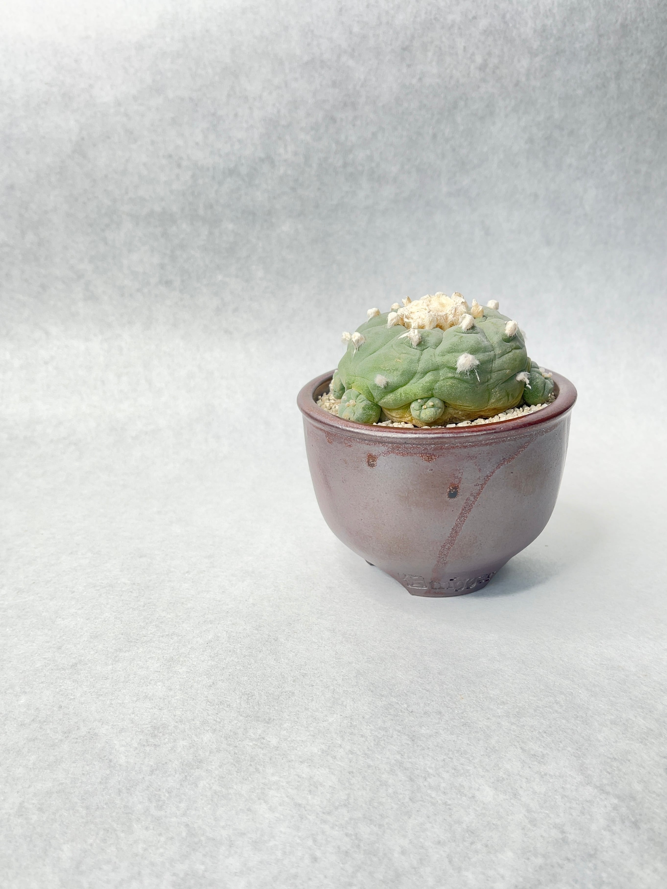 ロホホラ・翠冠玉 | trigger