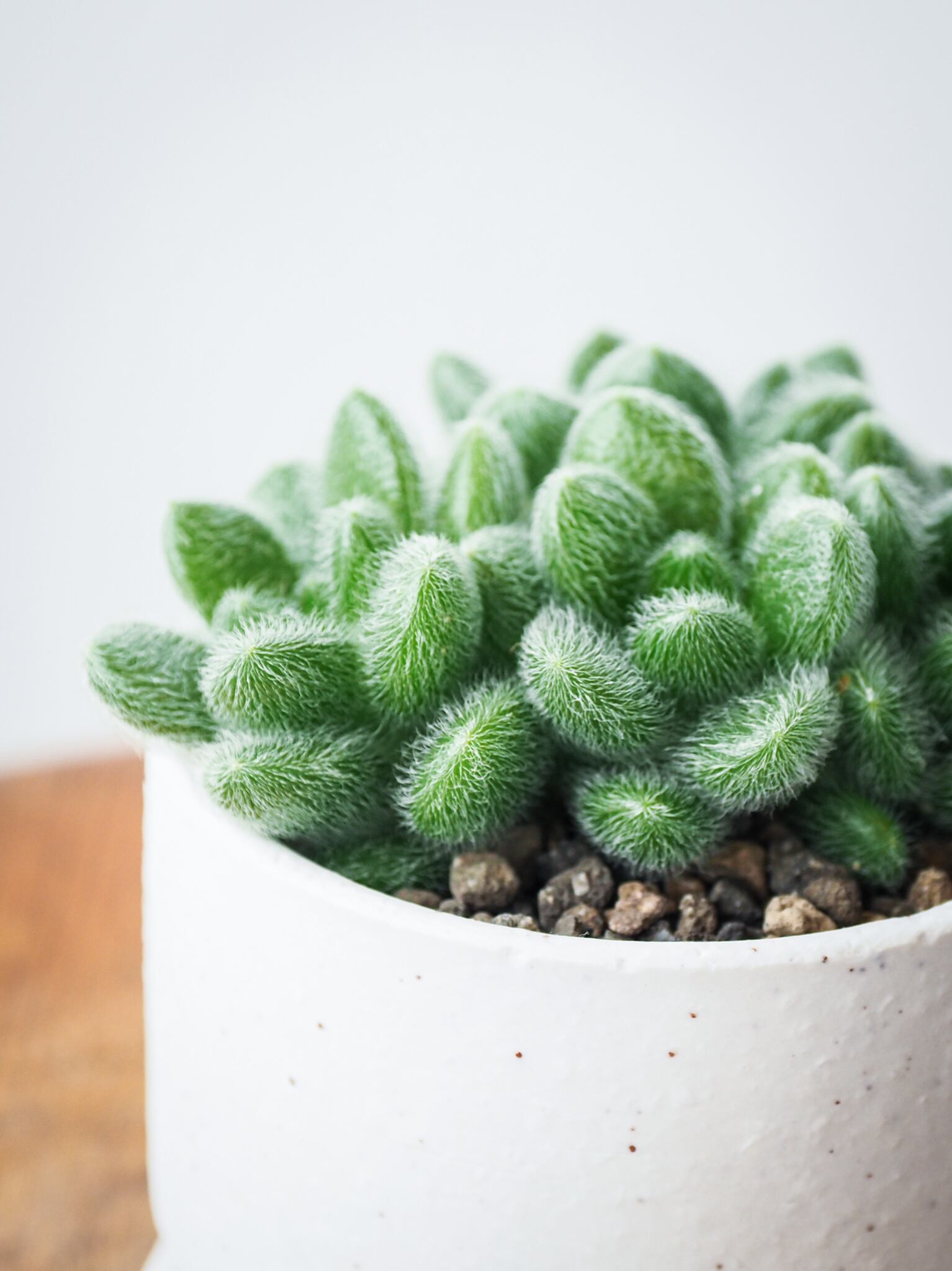 セダム・モシニアナム ( カシミアヒントニー ) | ロクイチ植物店 セダム・モシニアナム ( カシミアヒントニー ) | ロクイチ植物店