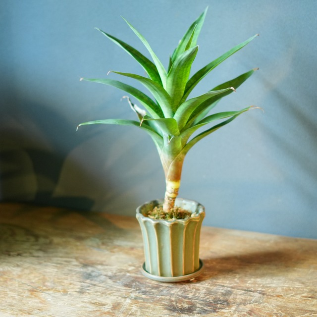 フリーセア オスピナエ 器セットB