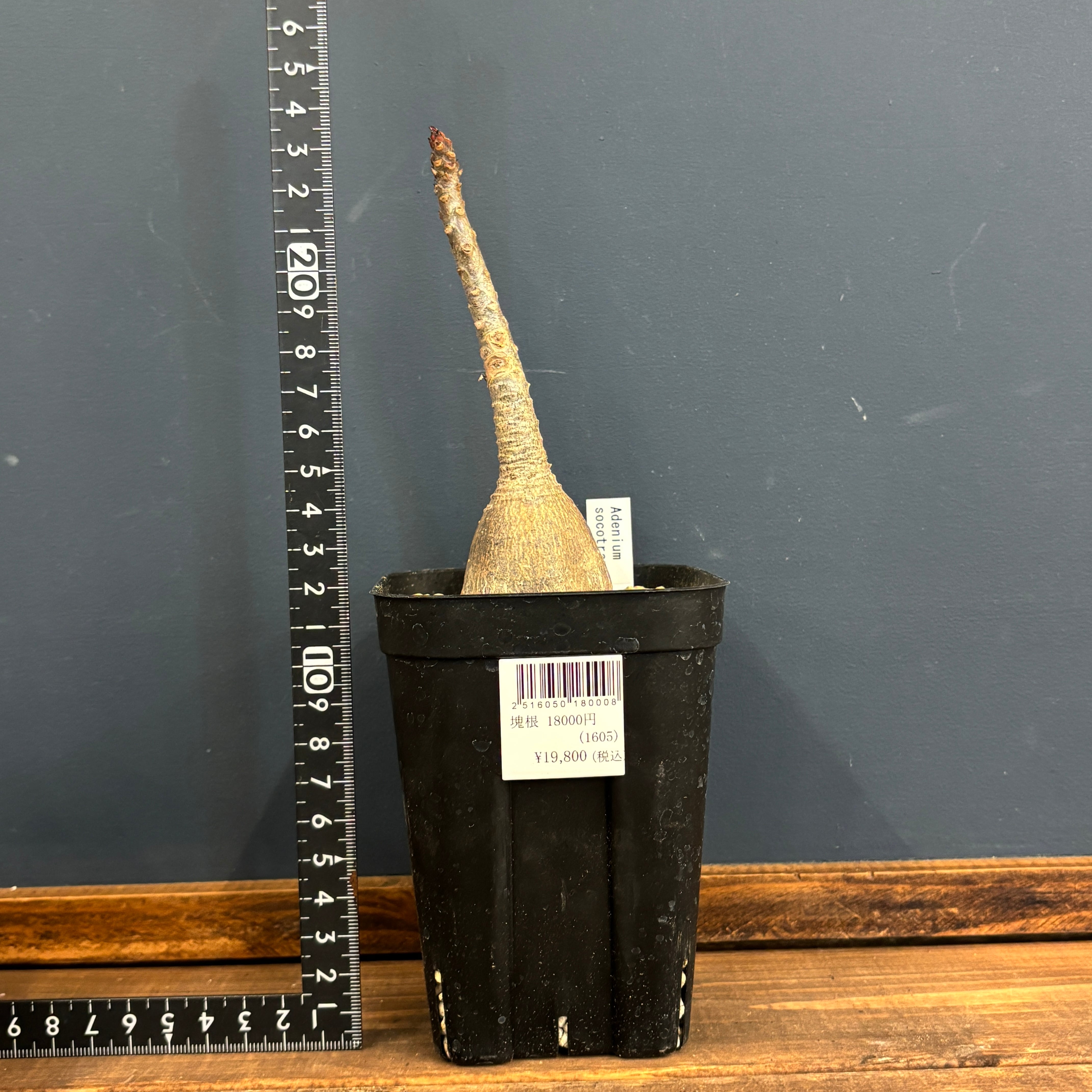 アデニウム ソコトラナム【320】 | PROTOLEAF プロトリーフ