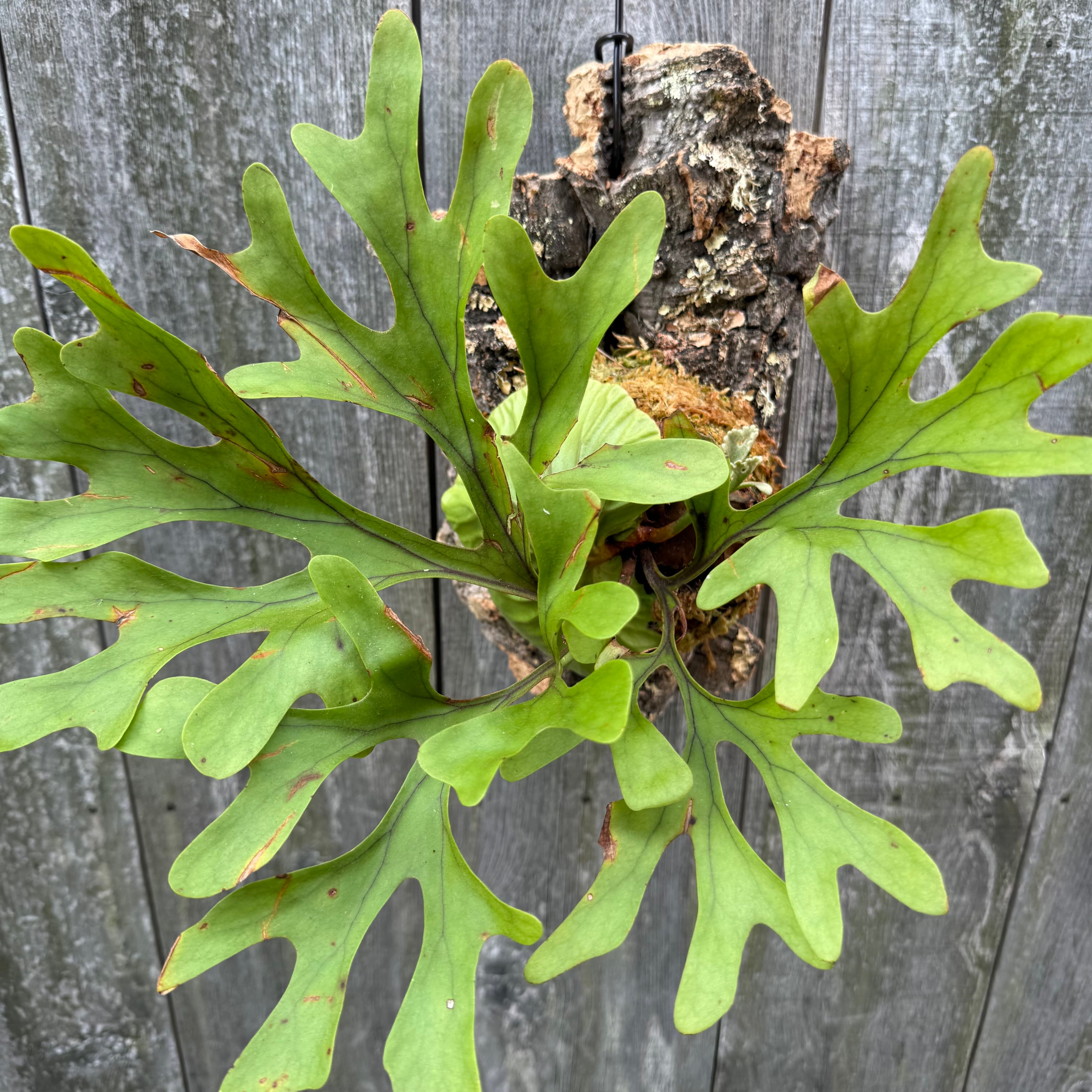P.ridleyi wild | naturefix