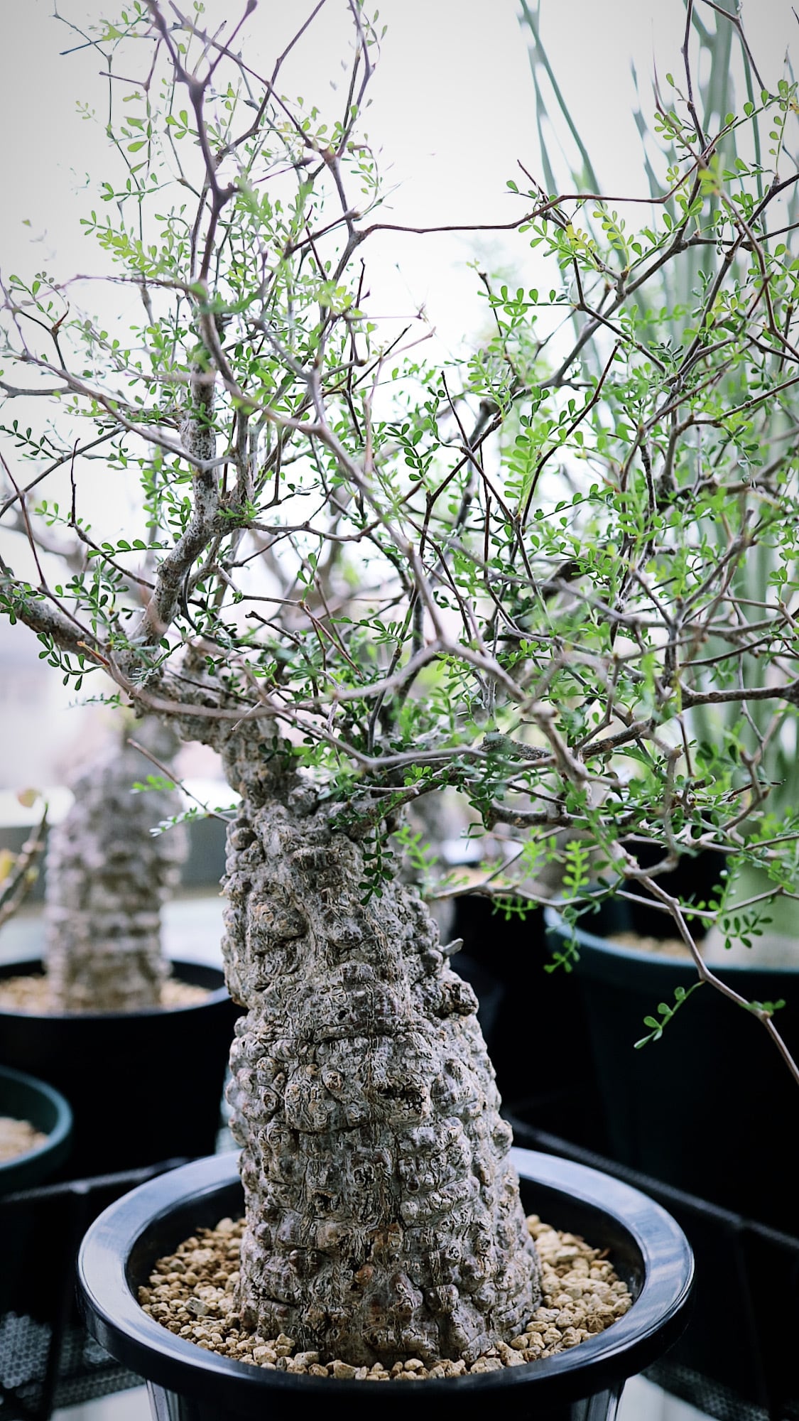 オペルクリカリア パキプス Operculicarya Pachypus 001 Savvy Plants