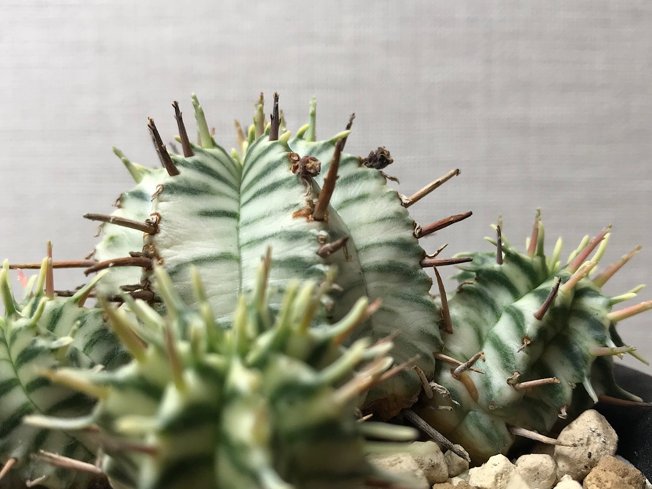 ユーフォルビア メロフォルミス錦