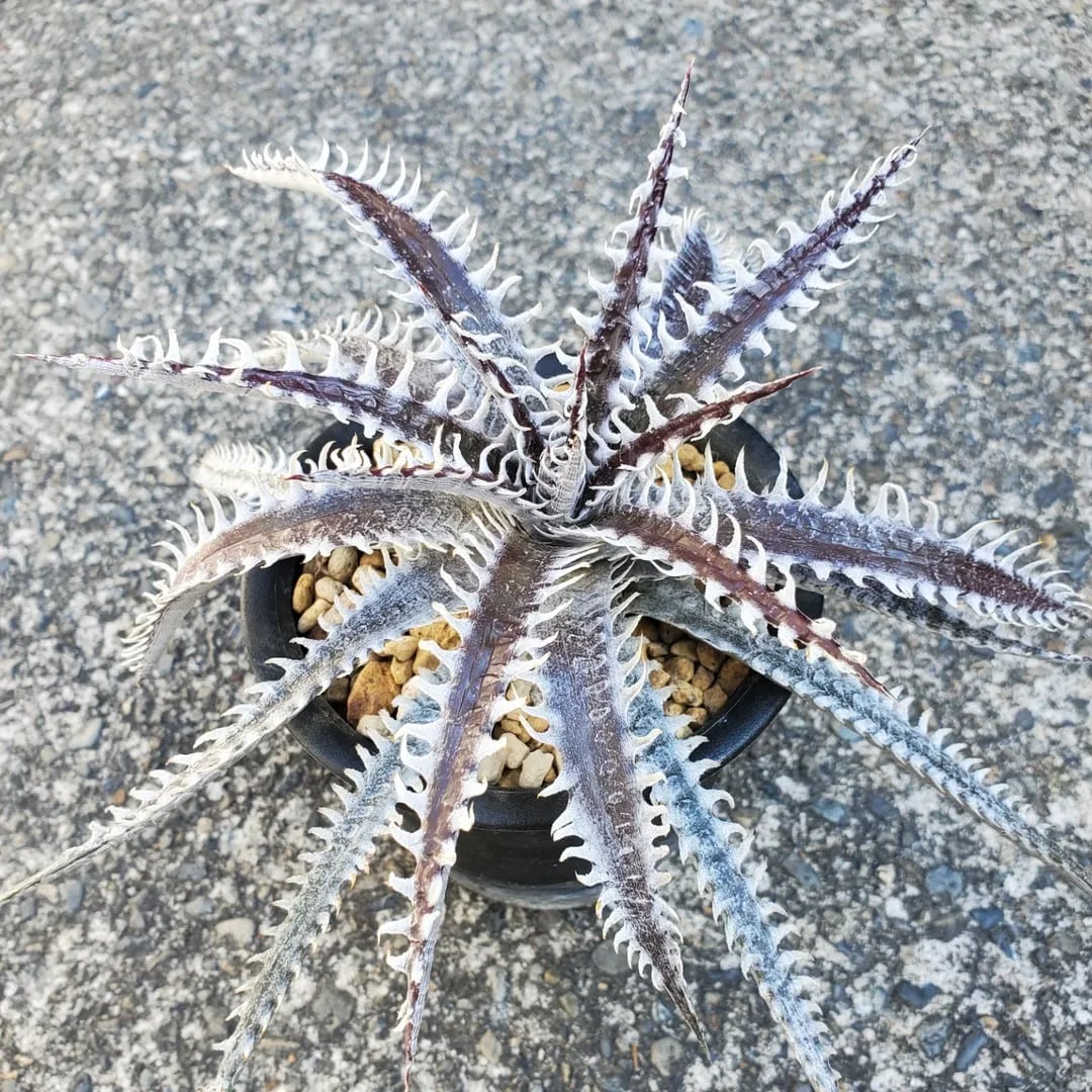 レアプランツ通販サイトPlants Maniax（プランツ・マニアックス）