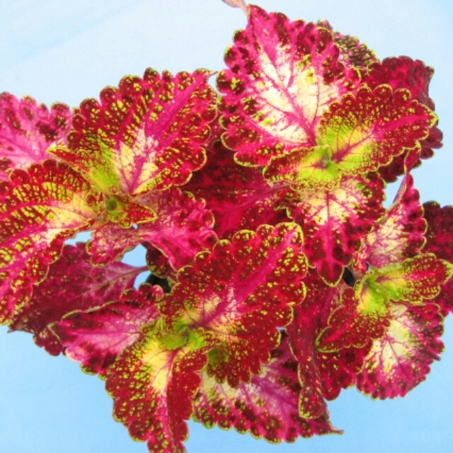コリウス さくや姫10 5cmポット苗３鉢 Hanazukin 花ずきん 農家直送の花苗 シンビジュームの花束