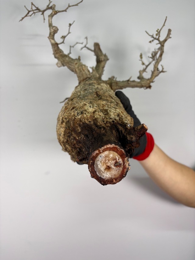 F162 現地発根株 オペルクリカリア パキプス 6/15 入荷 Operculicarya pachypus 塊根植物 現地球