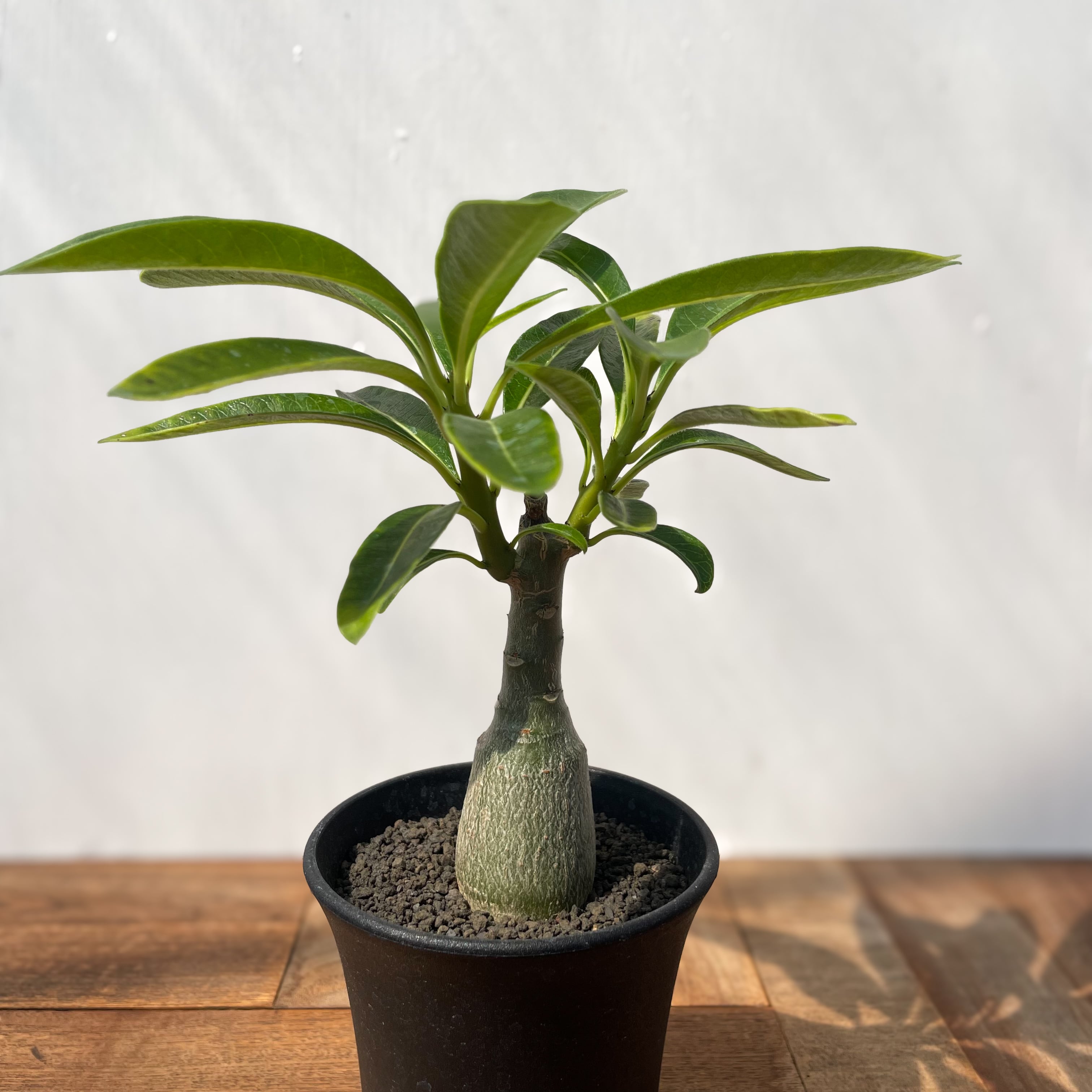 Pachypodium Decaryi【パキポディウム・デカリー・実生】 | RIMO'S