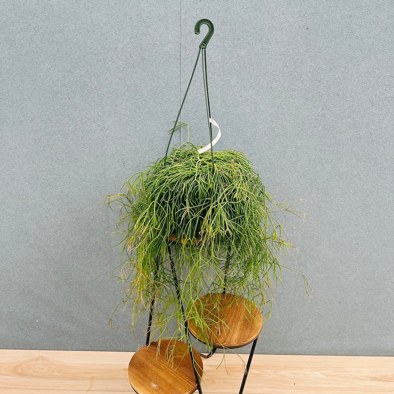 現品］【超希少】2番 ソテツ カイルンシアナブルー 8号 蘇轍 観葉植物