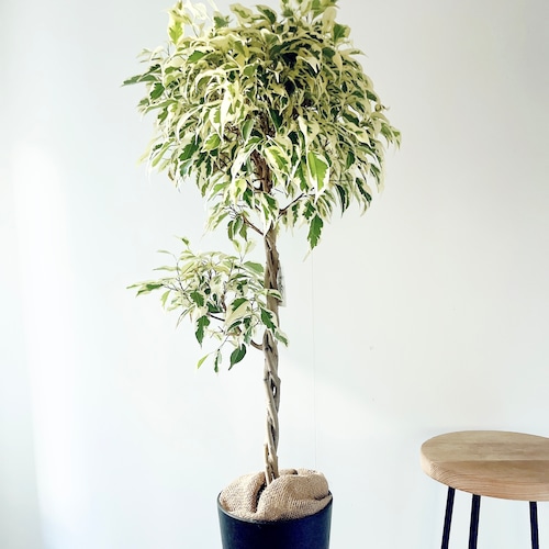 《希少》フィカス ベンジャミン スターライト ビュティークイーン ねじり 2玉造り 観葉植物 calm cafe