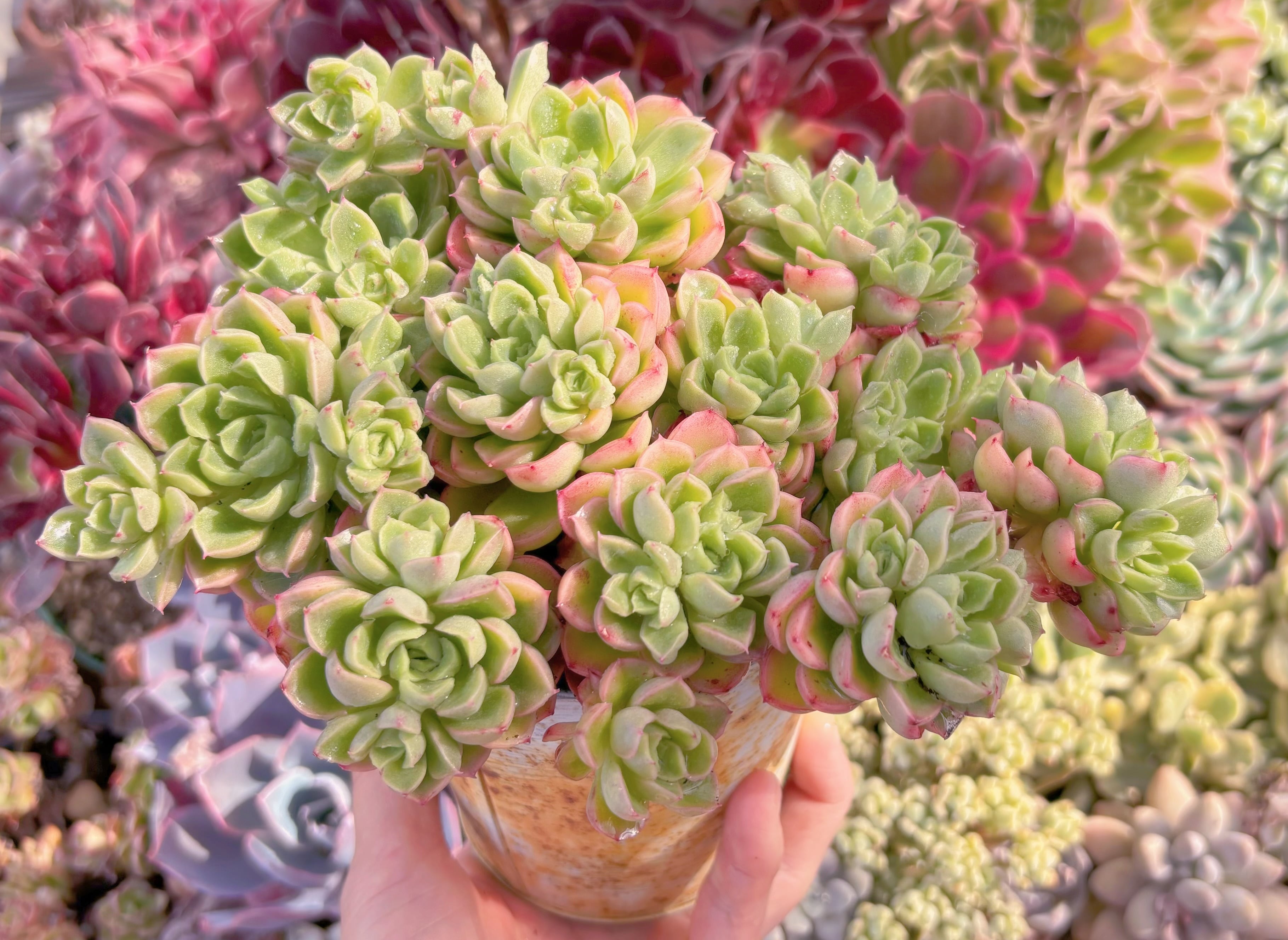 多肉植物　ハワイの踊り子　新品種　大群生　新入荷　るる農園