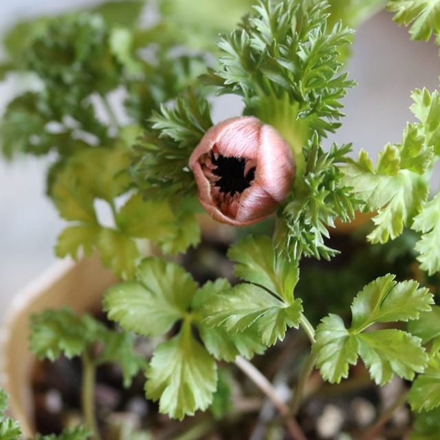 アネモネポルト　ピンク　春のお花　球根　可愛い　女性人気