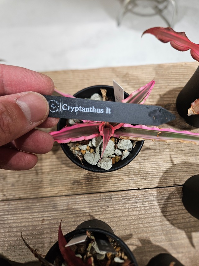 Cryptanthus It 【artPLANTs/PLANTS GARAGE】 クリプタンサス/ブロメリア