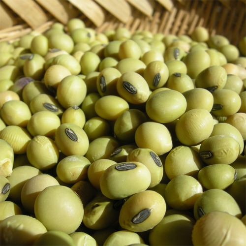 青大豆・さといらず１ｋｇ入（令和７年産自然栽培）