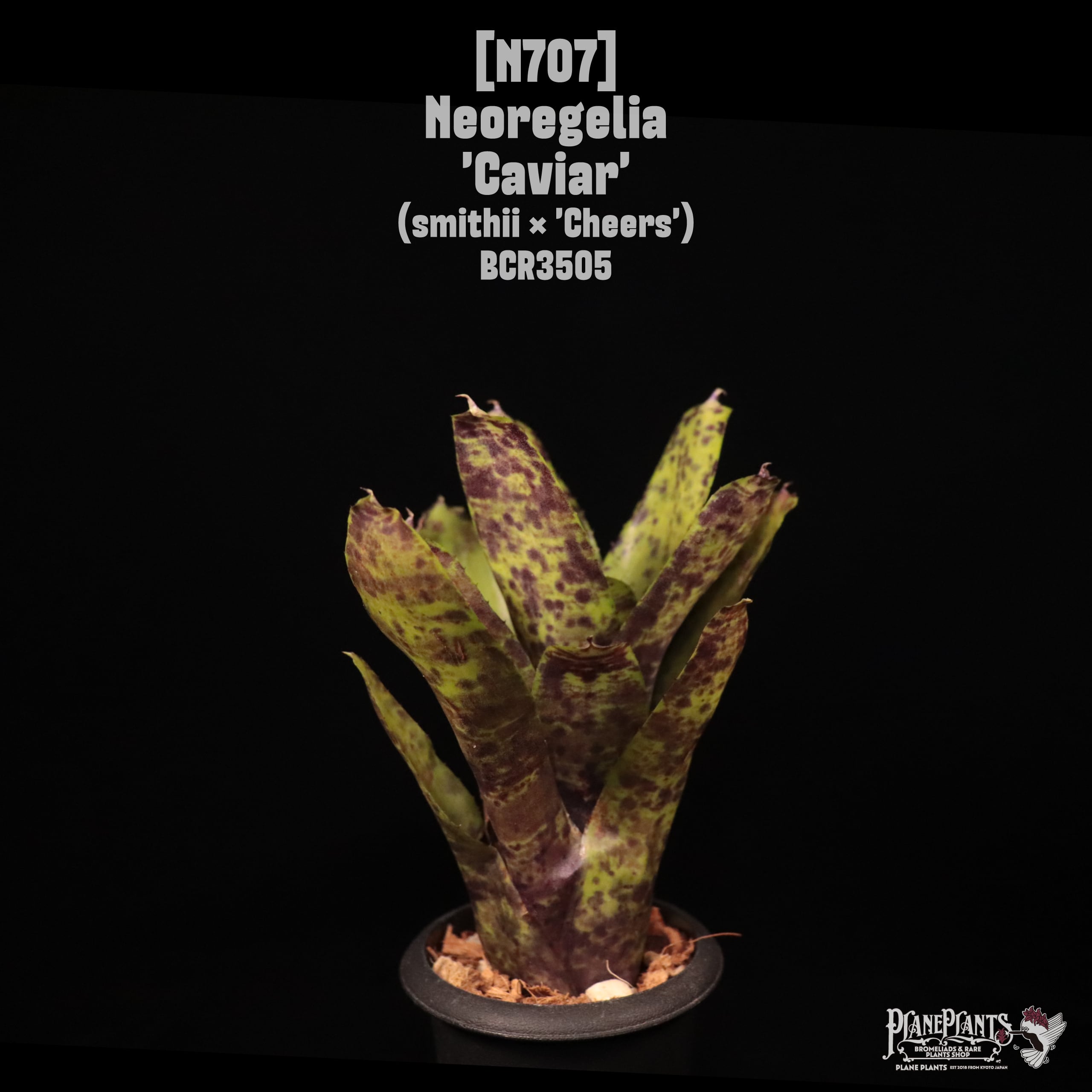 Neoregelia 'Caviar'〔ネオレゲリア〕N707 | plane plants
