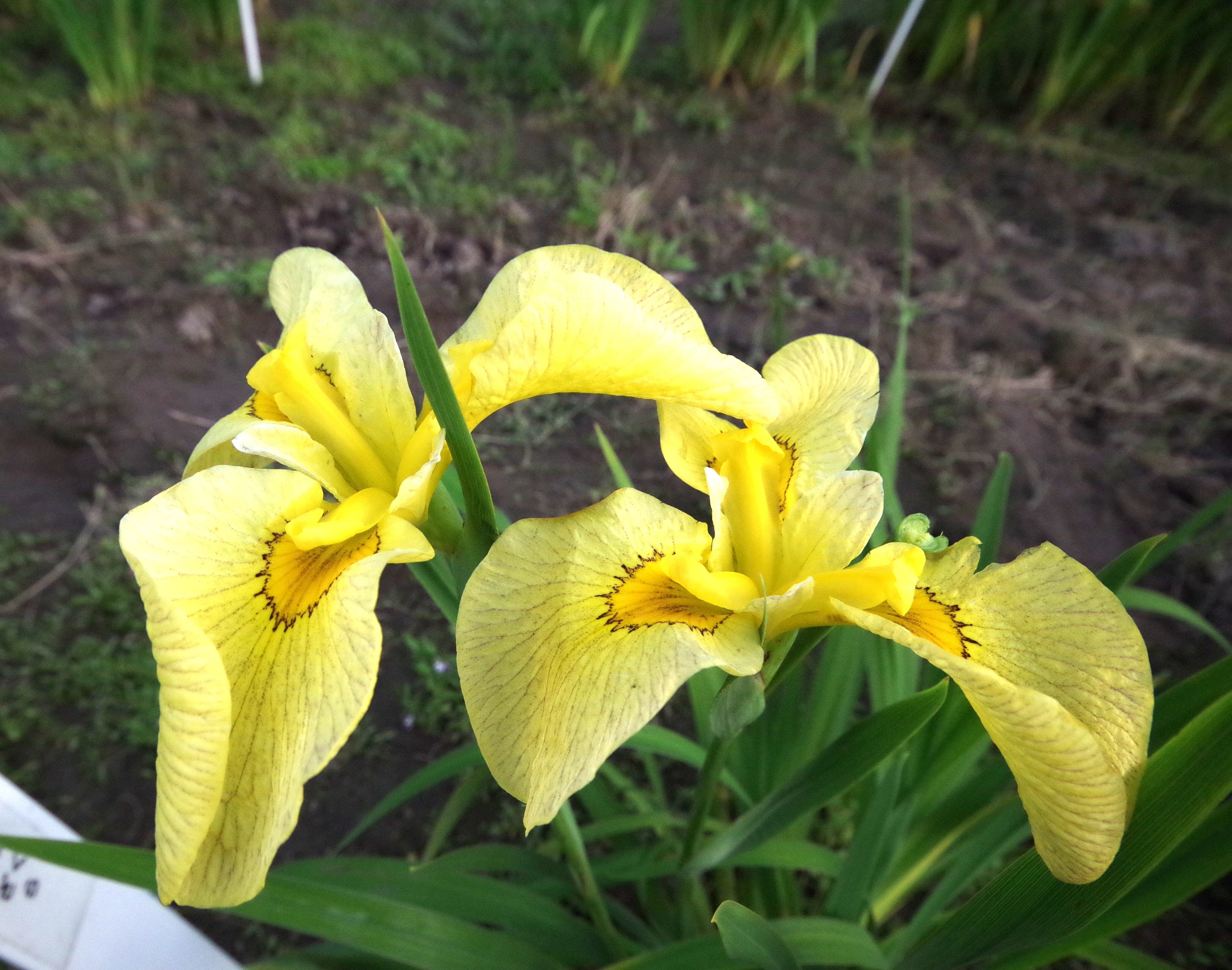 石照庭園　黄色い菖蒲２種セット