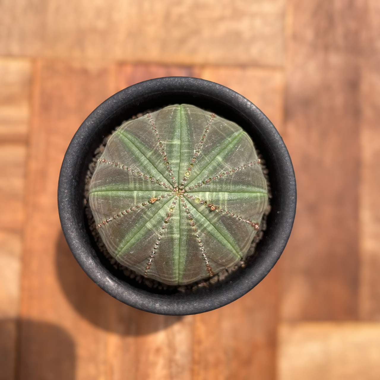 Euphorbia obesa【ユーフォルビア・オベサ・実生】