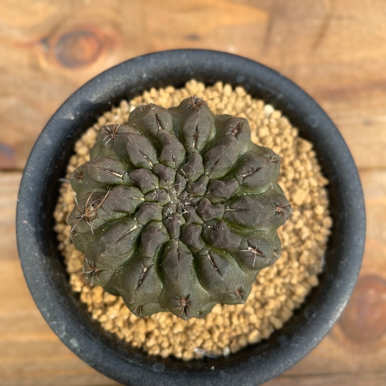 Neochilenia dimorpha【ネオチレニア・デォモルファ・実生】 | RIMO'S