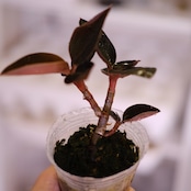 Ludisia discolor var. nigrescens / ルディシア ディスカラー ニグレスセンス⑩ / 観葉植物