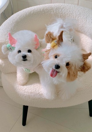 【seenii】Swing hair ties (4 colors)