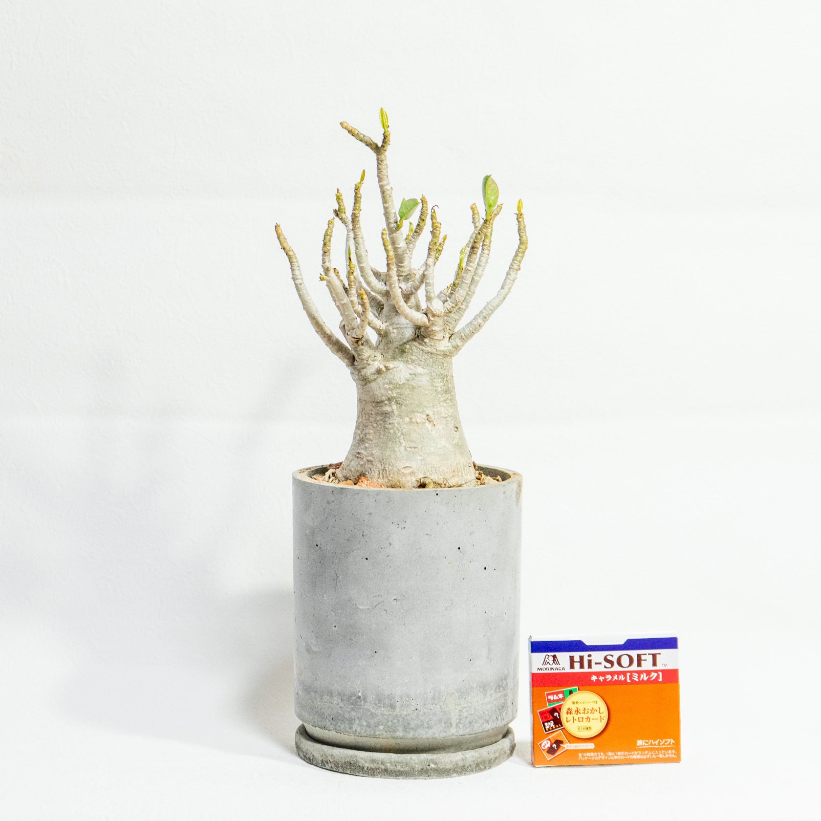 ≪ 多肉植物 ≫躍動感あるフォルムが魅力｜タコ足アデニウムの鉢植え｜シンプルでお部屋を選ばない手作りモルタル鉢