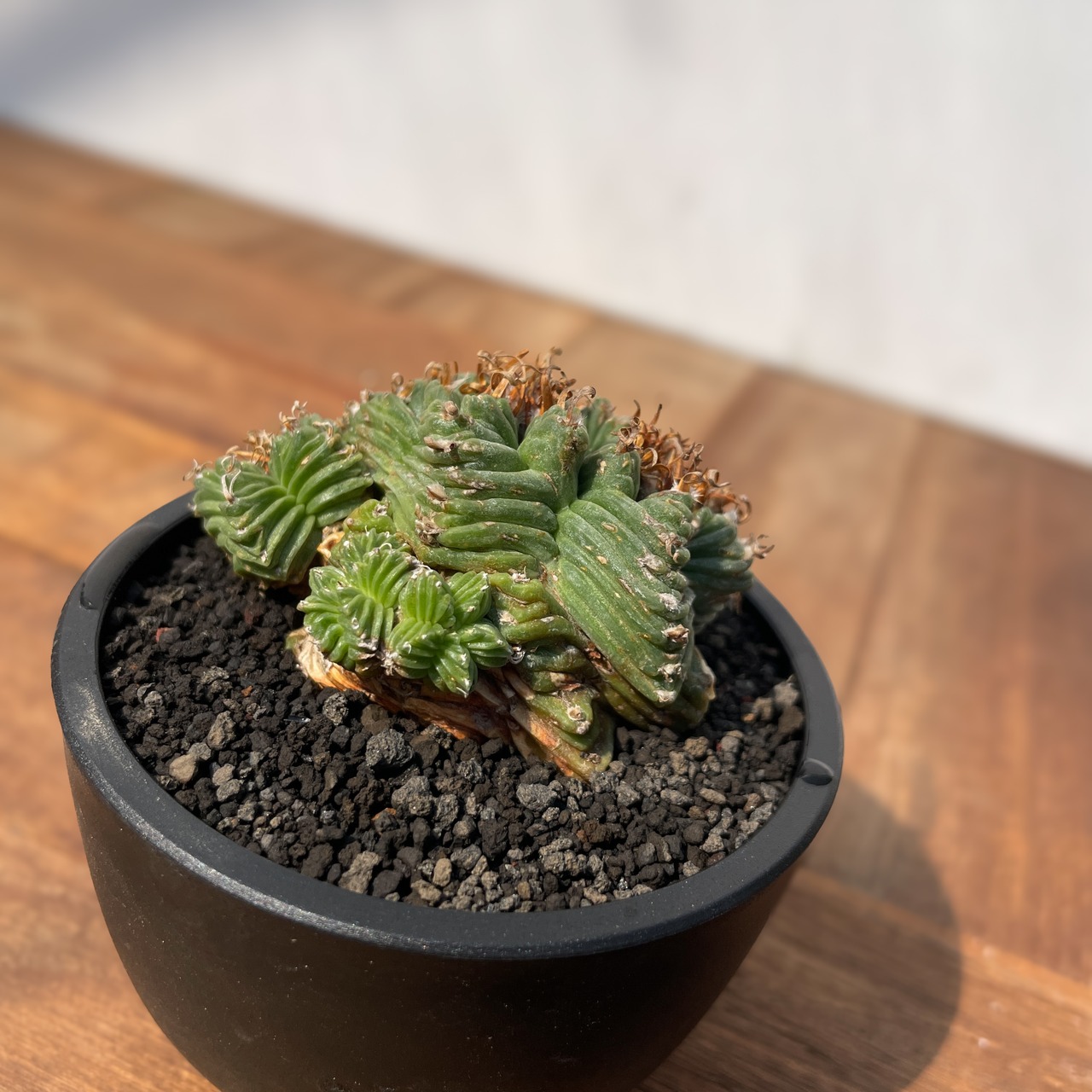 Aztekium ritteri 'Valdezii'【アズテキウム・紅籠・カキ仔】