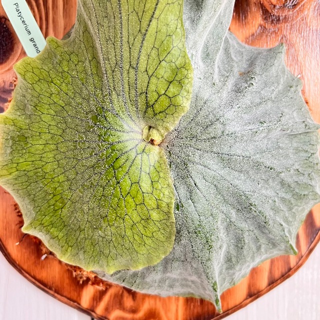 ビカクシダ グランデ 板付 【観葉植物 壁掛け コウモリラン】