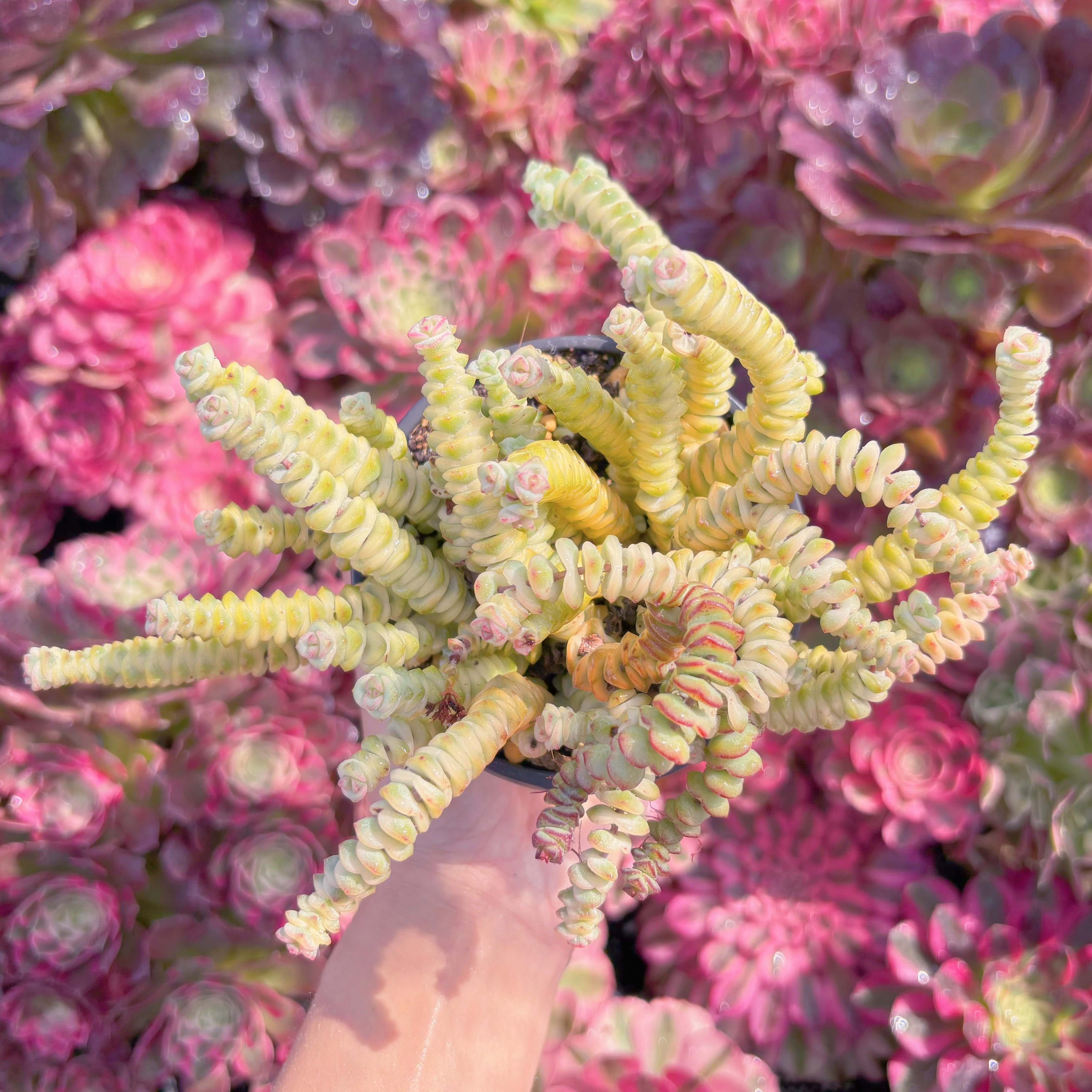 現品　ファンタジー錦#K482　新入荷　るる農園