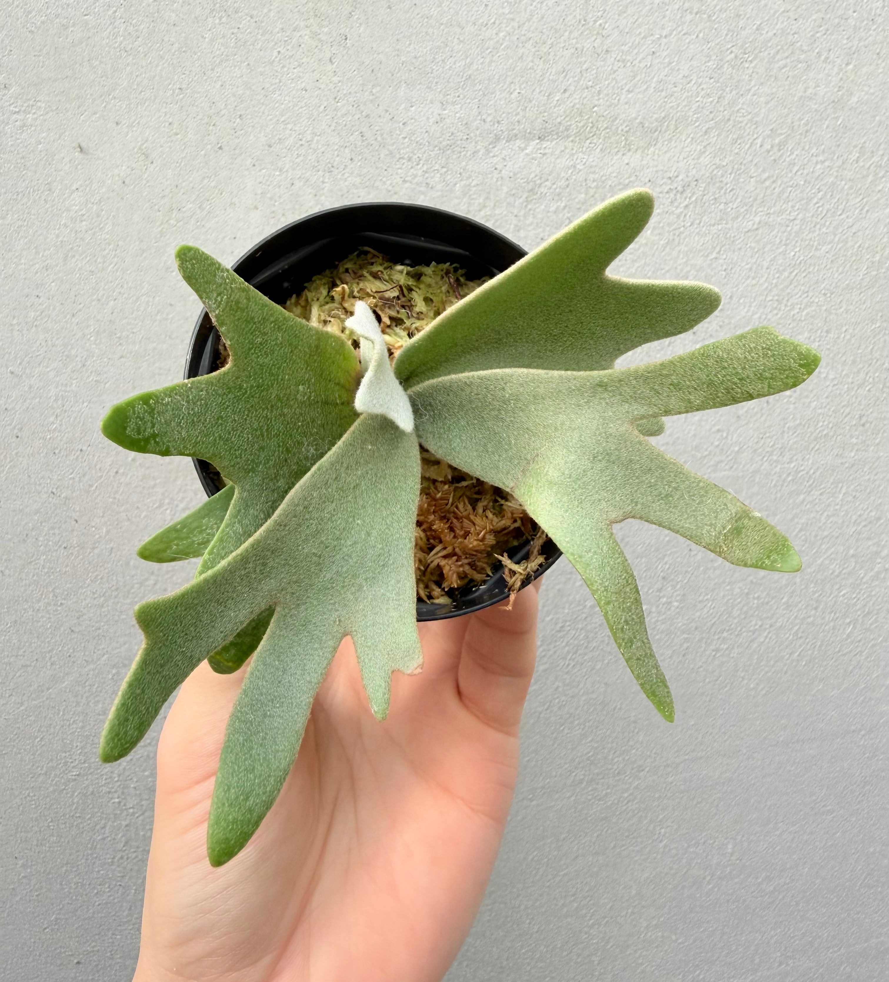 c) P. willinckii '金童' spore grown ① (Golden Boy) ビカクシダ