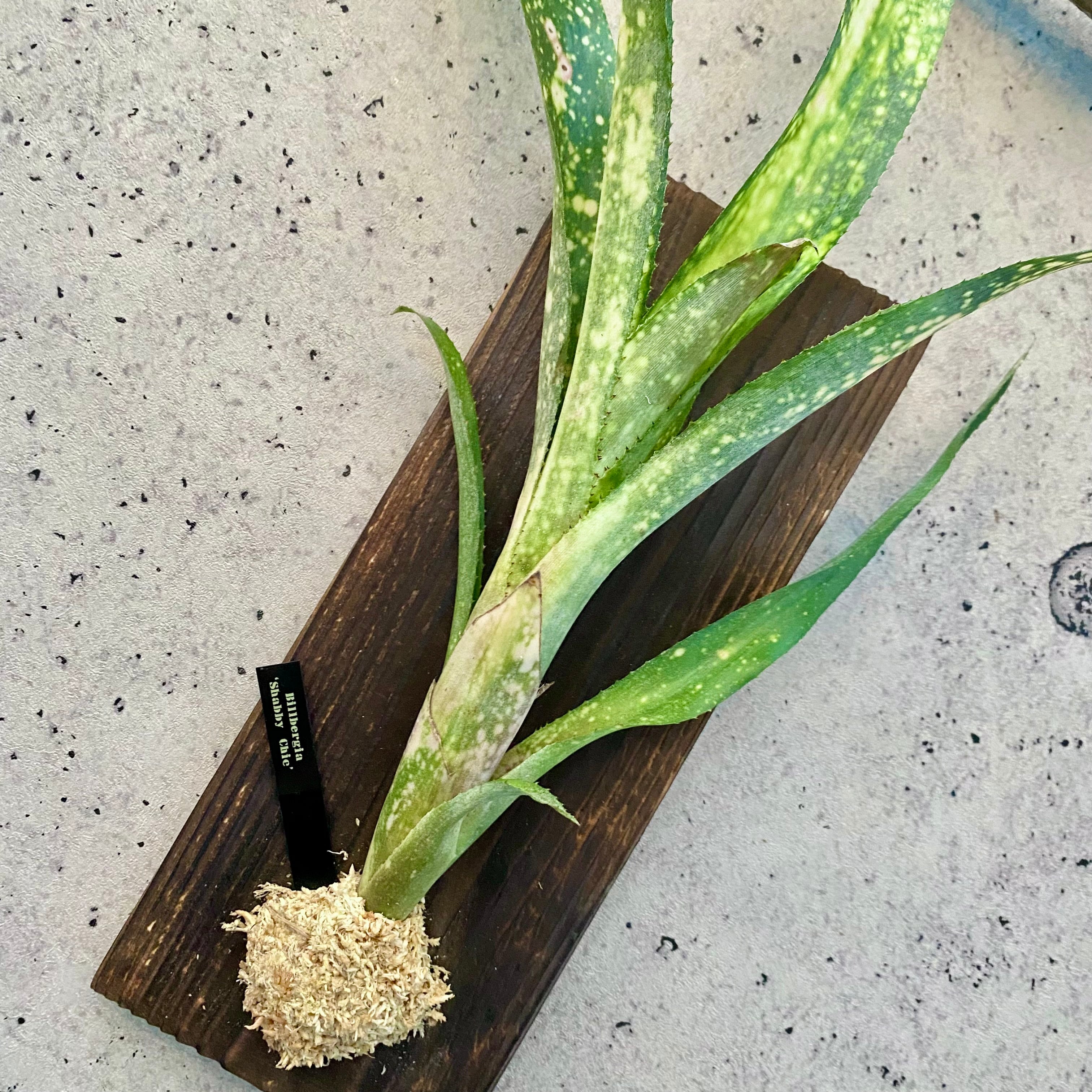 タンクブロメリア エクメア『Roberto Menescal』 | Planet Plants