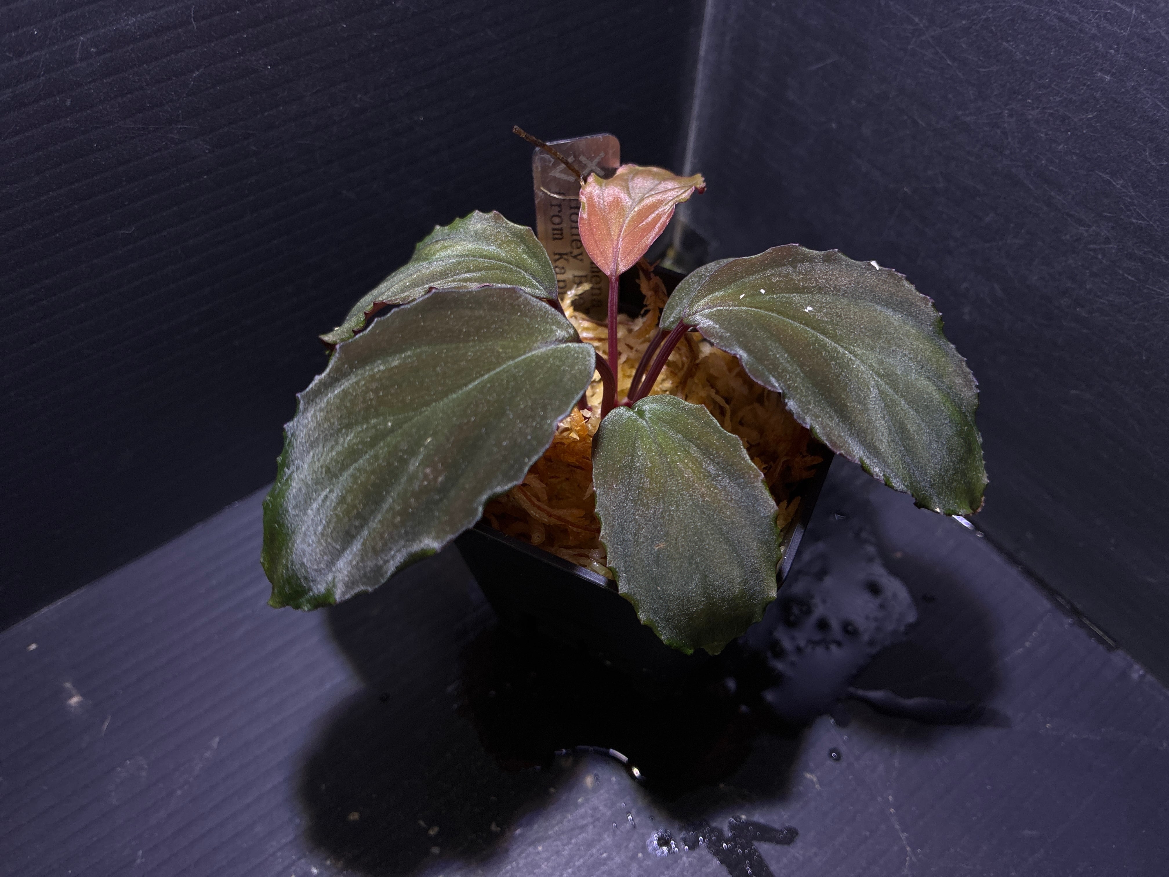 ホマロメナ sp mamasa rednarrow Sulawesi カミハタ便 ホマロメナ sp mamasa rednarrow Sulawesi カミハタ便 【公式通販】