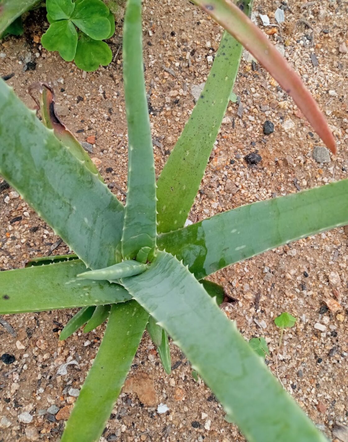 無農薬 アロエベラ 子株2つ | Pay ID 