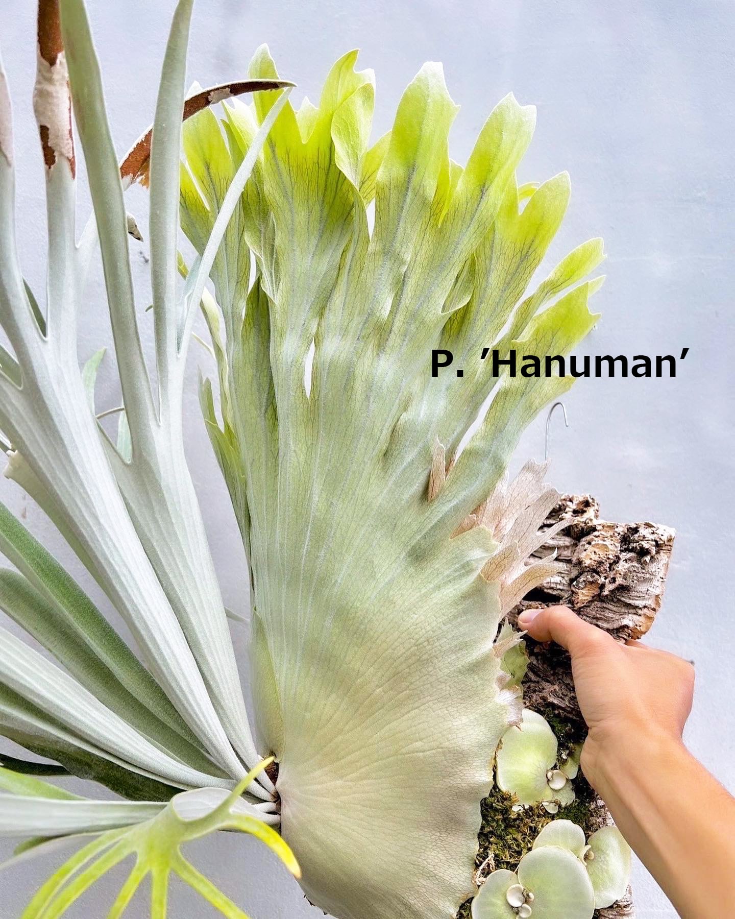 Platycerium_ビカクシダ | vandaka plants