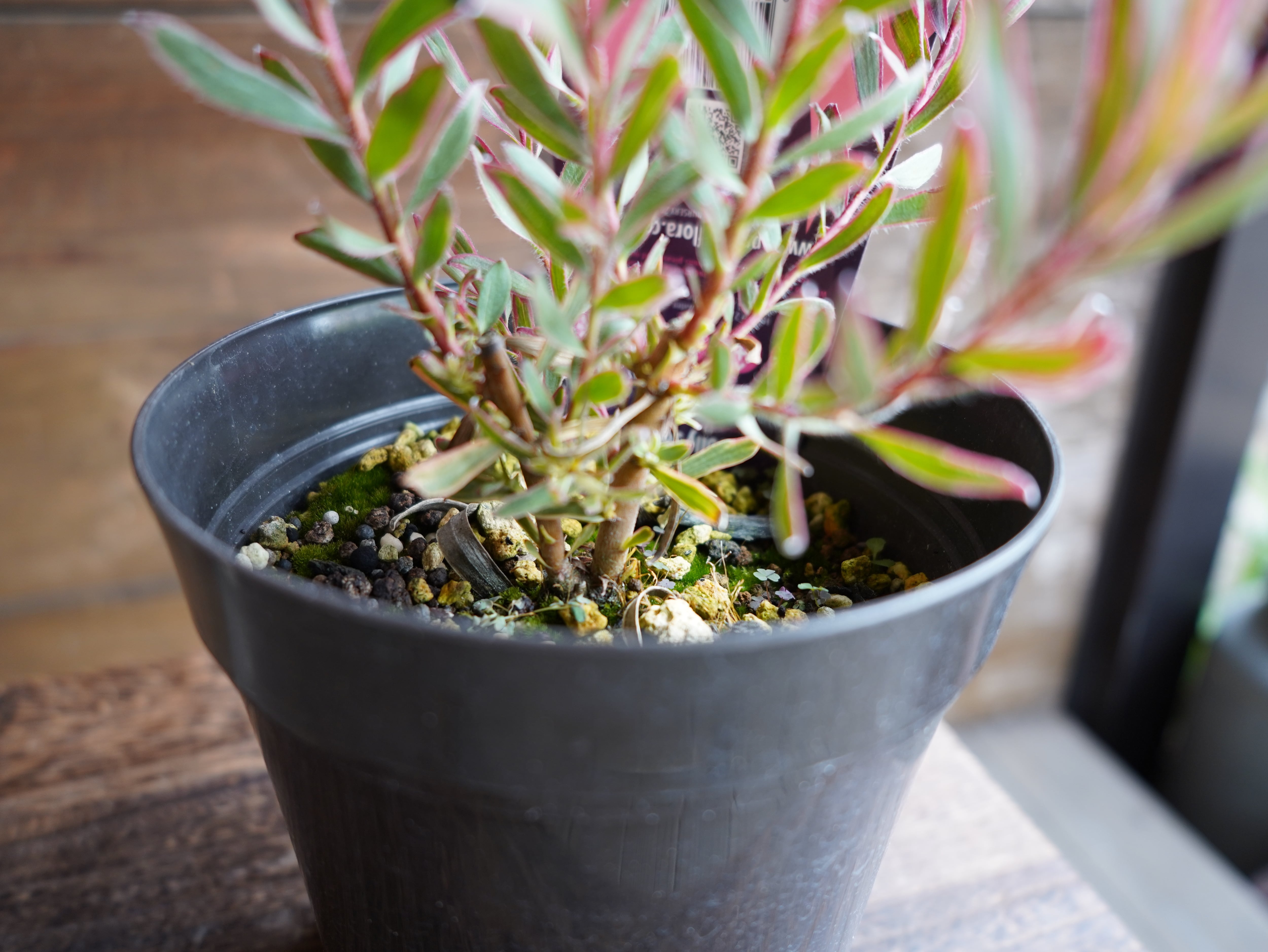 【現物】リューカデンドロン ”Jolly Joker”