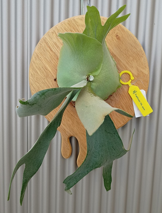 P.ridleyi wild_リドレイ 虚しく ワイルド◇ ビカクシダ コルク着生