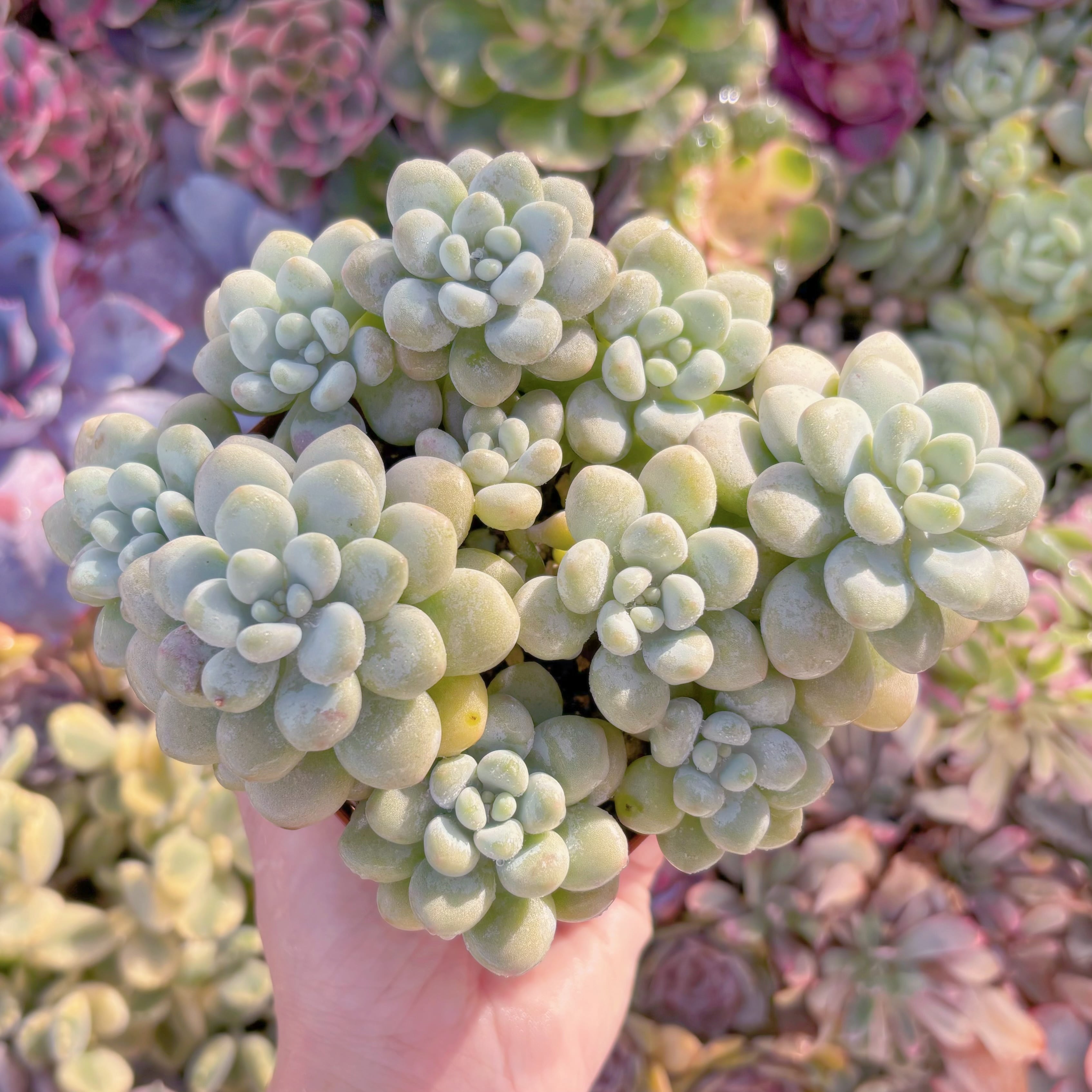 現品　ぎょぽぽ#771　大群生　新入荷　るる農園