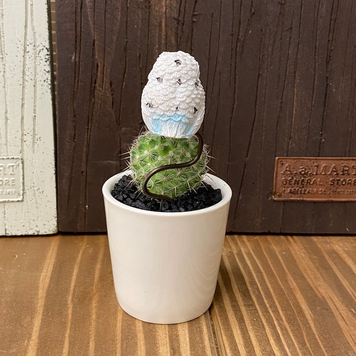 受注生産品】ふくろう 丸サボテン 観葉植物 cy-wh さぼてん カクタス