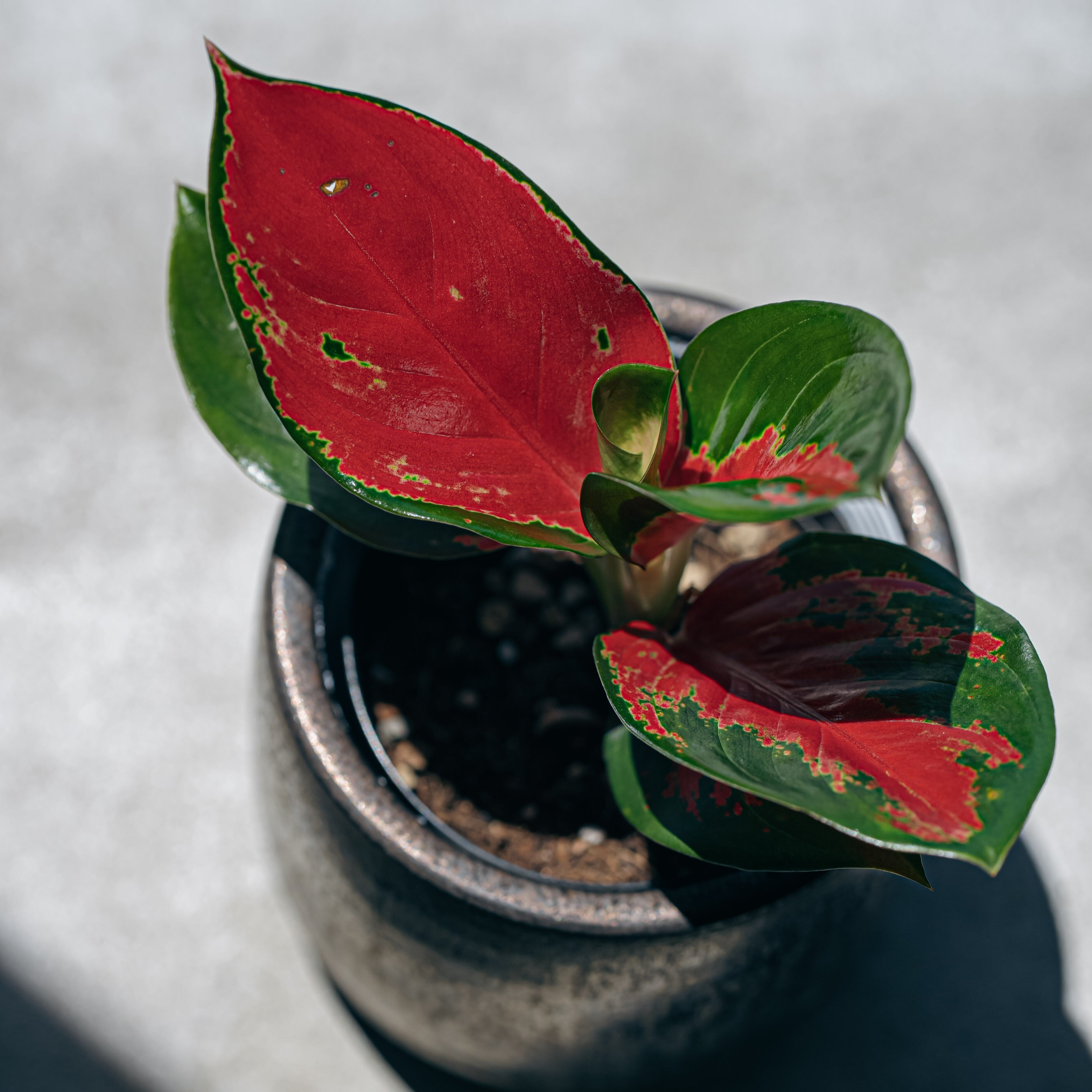 アグラオネマ・スクソムジャイポン（Aglaonema Suksom Jaipong