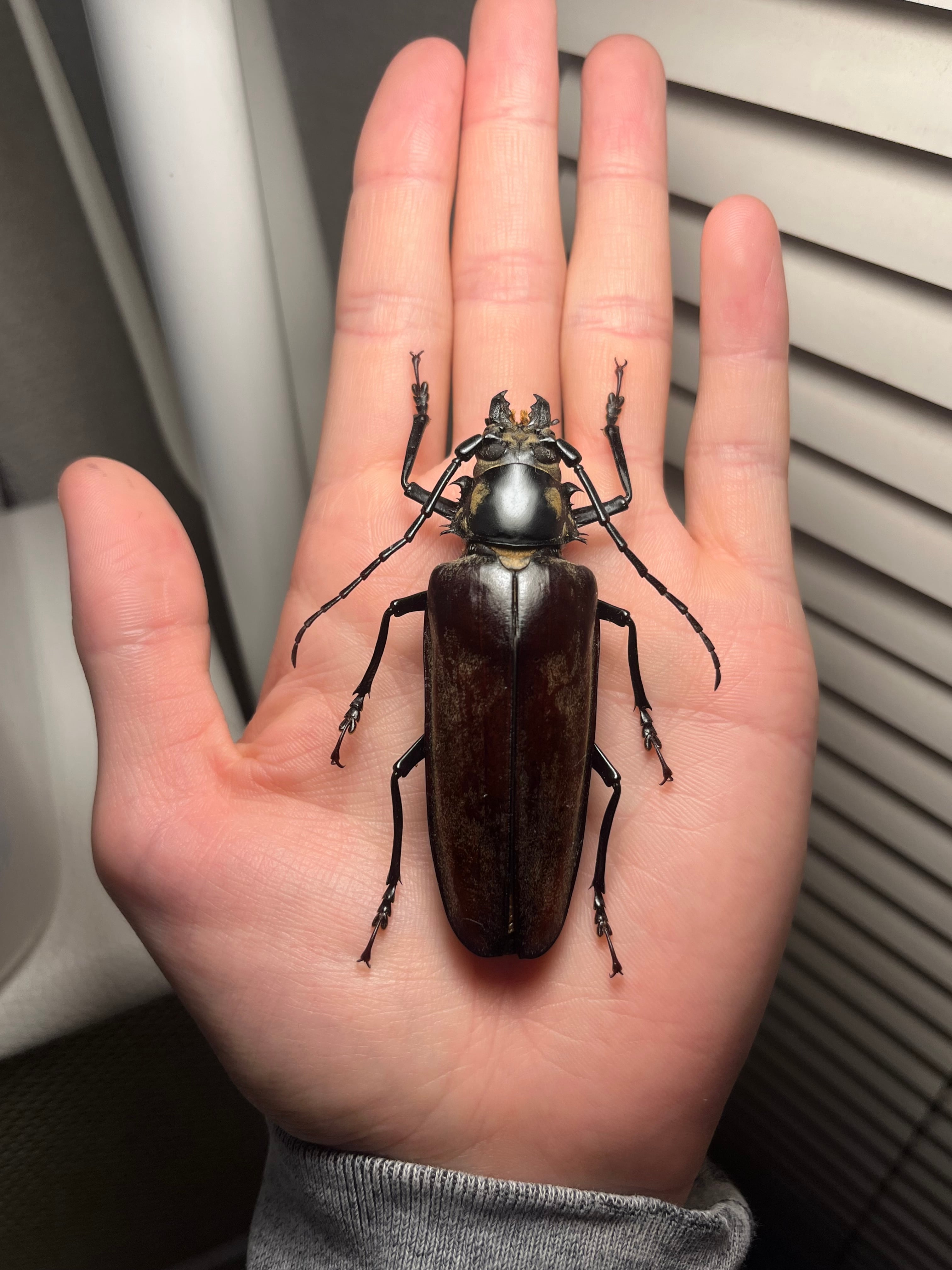 【韓国保護種】ウスリーオオキバウスバカミキリ Callipogon　標本 韓国保護種】ウスリーオオキバウスバカミキリ Callipogon ウスリーオオ