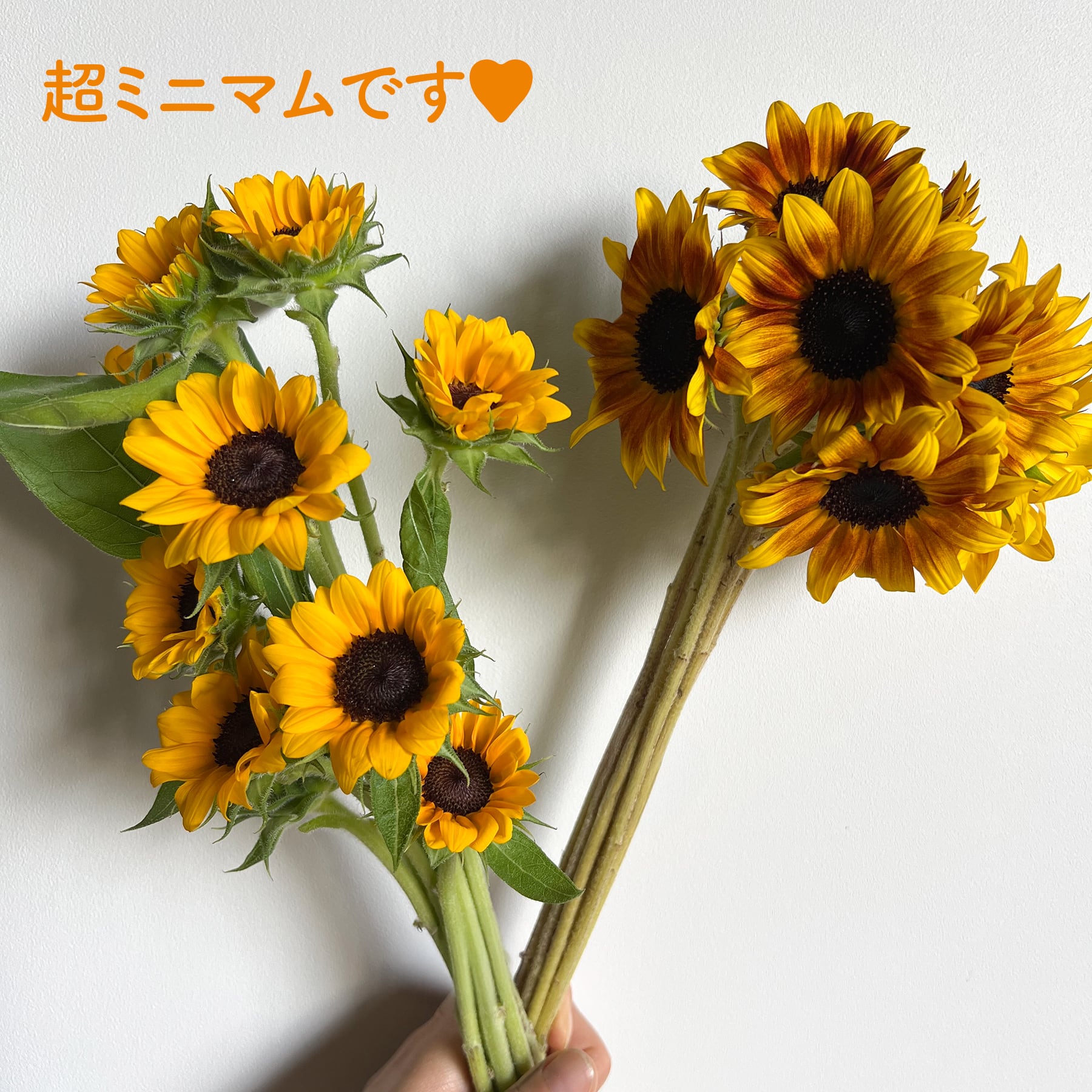完売しました！救済ありがとうございます！〉〈規格外品☆救済企画