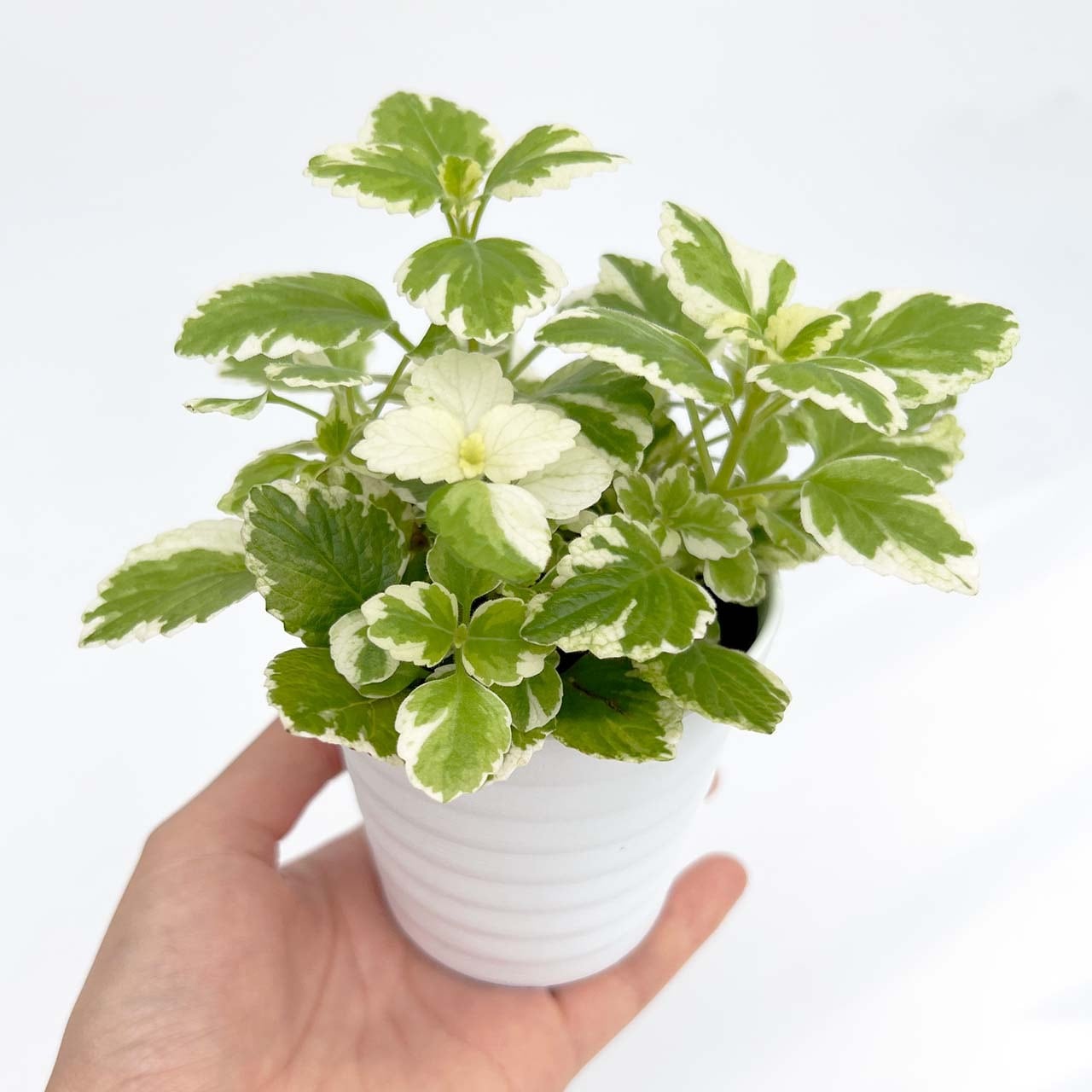 ３５ クレプトランサス ミントリーフ Inakougei イナコウゲイ おしゃれ 観葉植物 鉢 多肉 猫