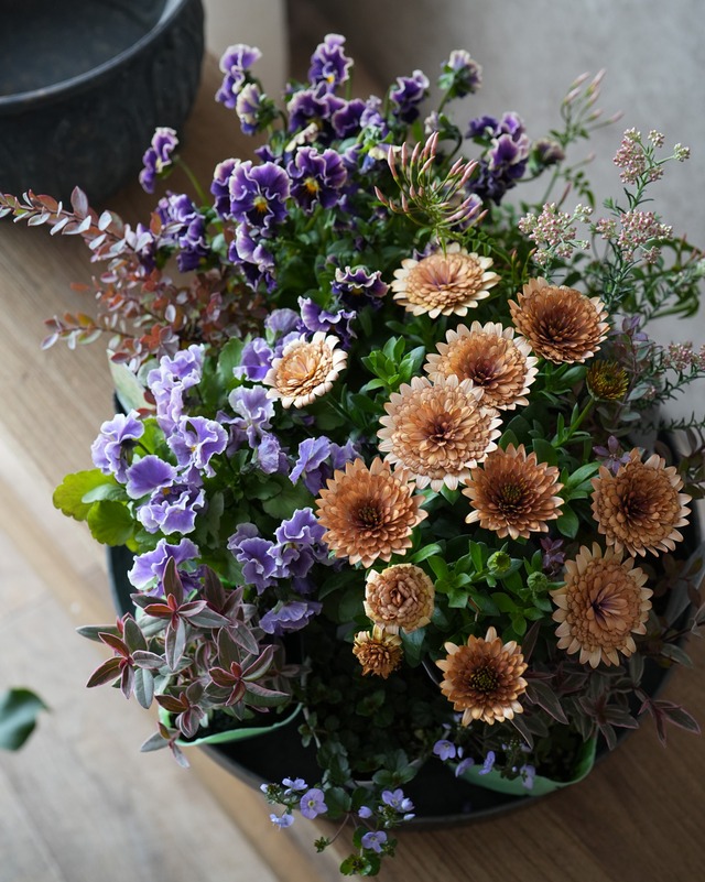 【寄せ植えミニセット】オステオコーラルと紫系ビオラのミニ花苗セット